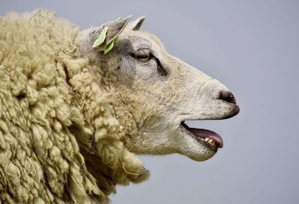 Ver rendirse a las ovejas